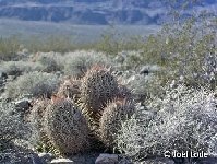 Echinocactus polycephalus Death Valley Cal ©JL.jpg